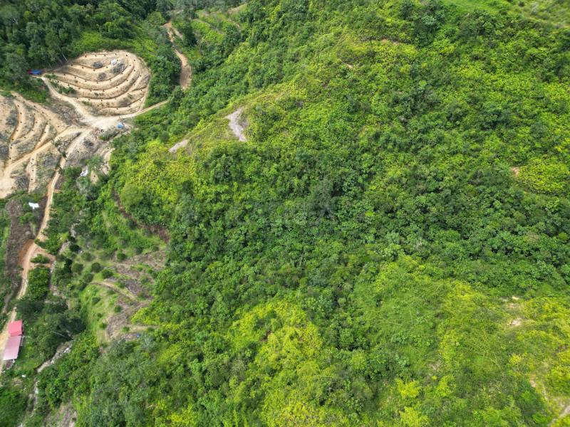 Below Market Price, Karak/Bentong Durian Farm. only less than RM 150k per acre.