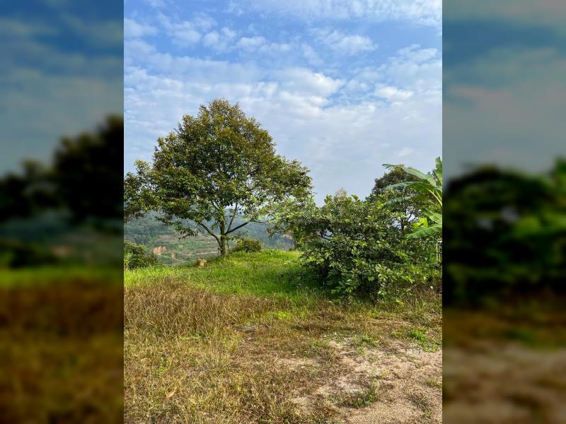 Below Market Price, Karak/Bentong Durian Farm. only less than RM 150k per acre.