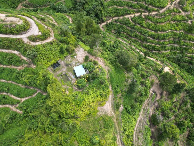 Below Market Price, Karak/Bentong Durian Farm. only less than RM 150k per acre.