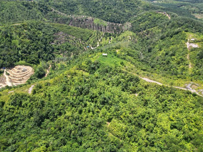 Below Market Price, Karak/Bentong Durian Farm. only less than RM 150k per acre.