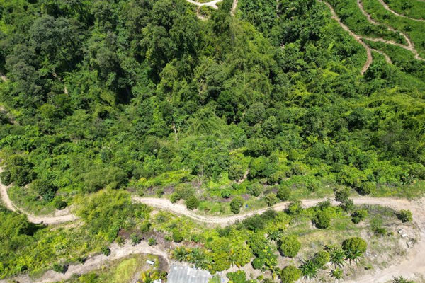 Below Market Price, Karak/Bentong Durian Farm. only less than RM 150k per acre.